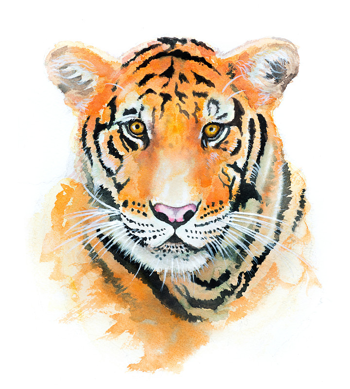 美丽的手画水彩老虎在纸上图片素材