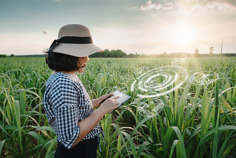女性农场工人使用数字平板与虚拟现实人工智能(AI)分析甘蔗农田植物病害。科技、智慧农业、创新农业理念。图片素材
