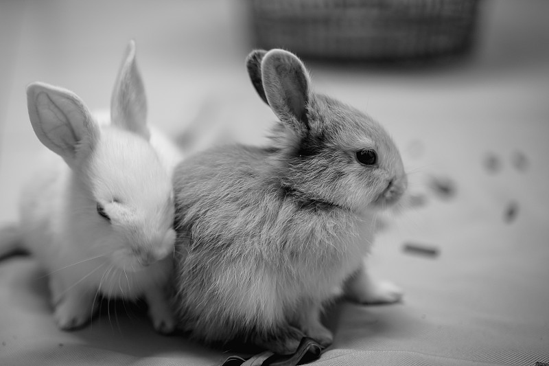 可爱的兔子图片下载