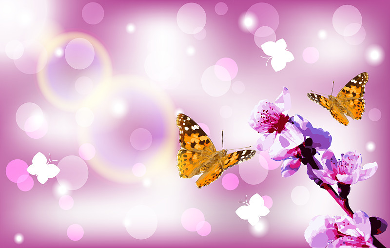 蝴蝶-彩绘夫人-凡妮莎卡杜伊飞到盛开的桃树的小枝。矢量插图。图片下载