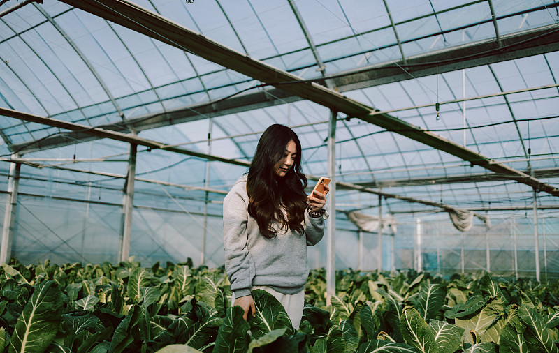 年轻的农民拿着智能手机查看温室里的蔬菜图片下载