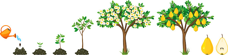 梨树的生长过程怎么画图片