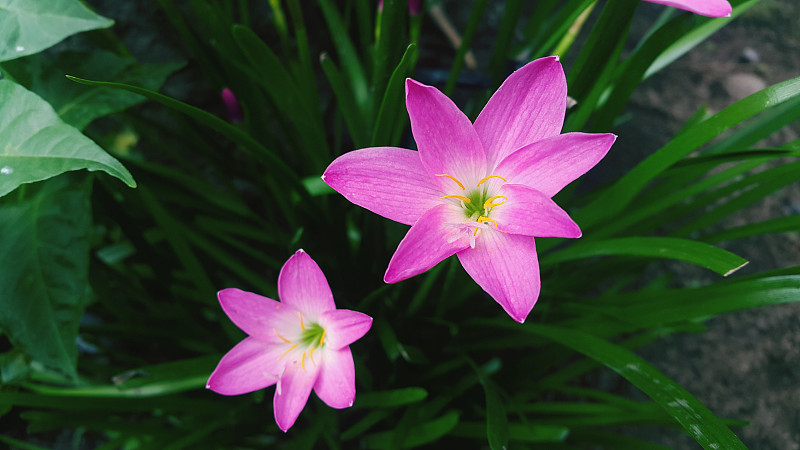 粉红色开花植物的特写摄影图片