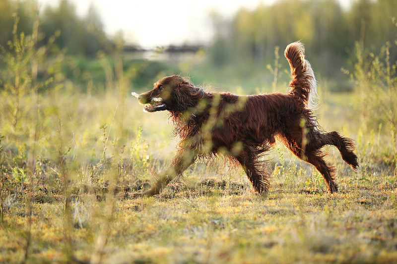 田野上奔跑的狗的全长摄影图片
