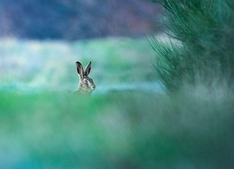 森林中的野兔摄影图片