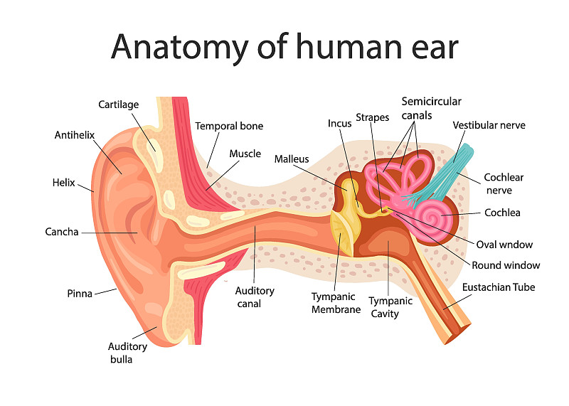 人耳解剖学耳朵内部结构，医学载体插图图片下载