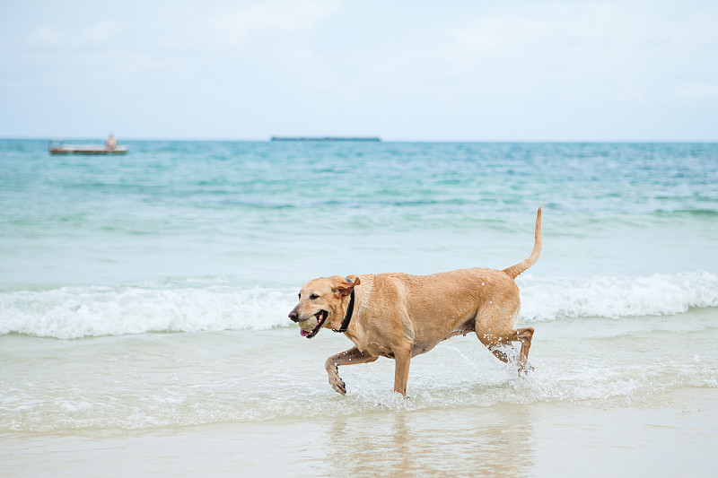 在海滩上玩球的狗。摄影图片