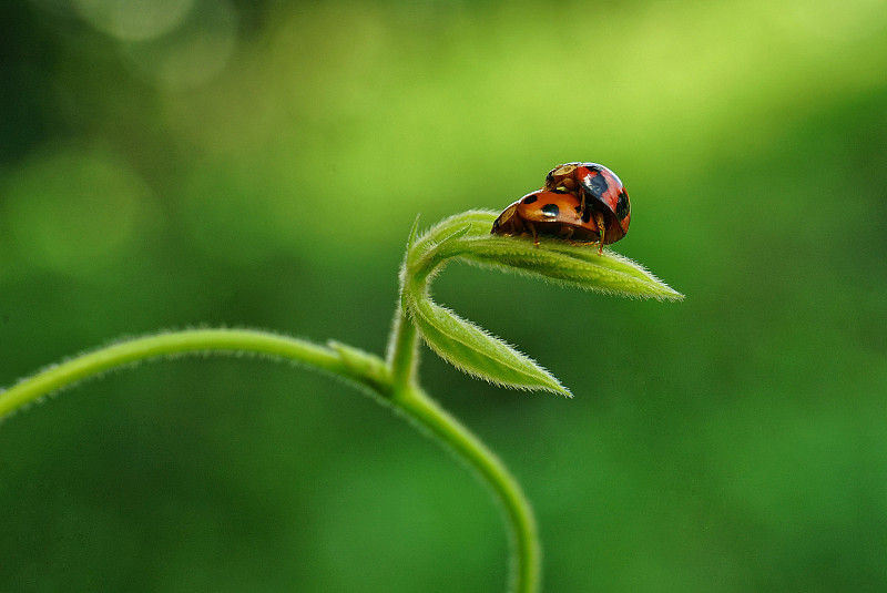 瓢虫在植物上的特写摄影图片