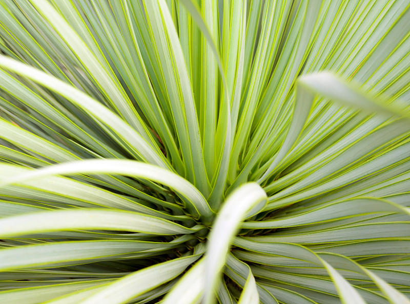 龙舌兰肉质植物，龙舌兰软窄叶摄影图片