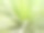 龙舌兰肉质植物，龙舌兰软窄叶摄影图片