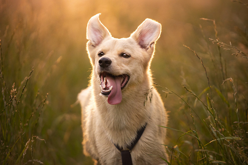 快乐的狗摄影图片
