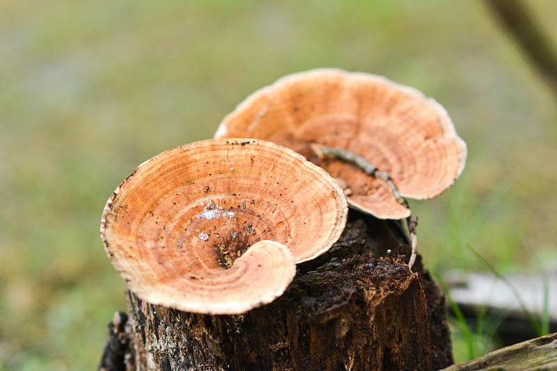 蘑菇生长在树干上的特写摄影图片