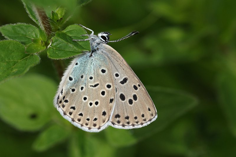 一只罕见的大蓝蝴蝶，大蓝蝴蝶，停在草地上的一片植物叶子上。摄影图片