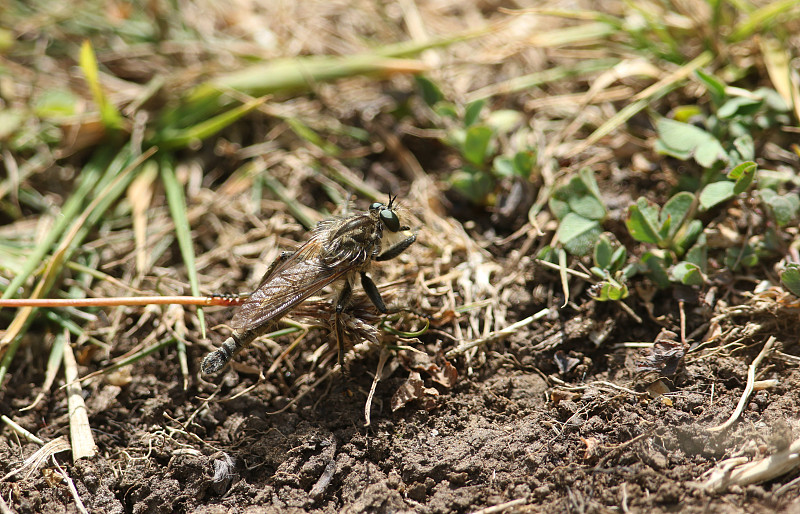 一只猎捕的扇形鬃毛罗伯蝇，三角蝽，在草地上靠近地面的草地上休息。摄影图片