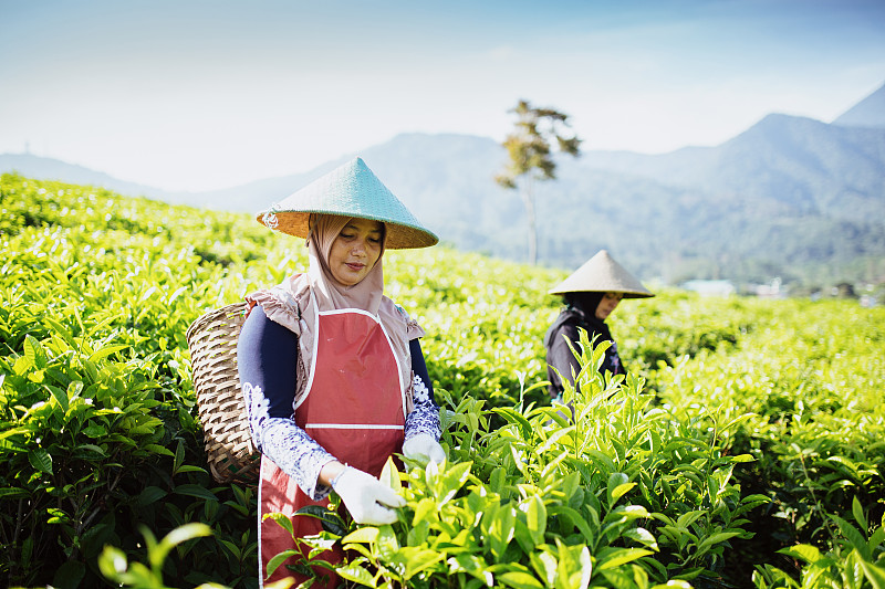 印度尼西亚采茶妇女，采茶，收获，在茶园工作图片下载