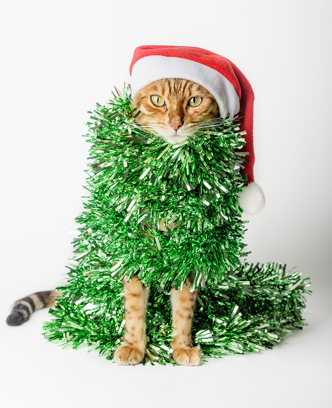 戴着圣诞帽的圣诞猫，用绿丝带、金箔或花环包裹着。图片下载