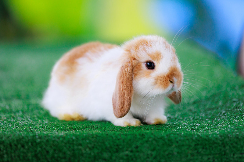 可爱的小兔子荷兰lop呆在人造绿草与绿色的自然背景。复活节的象征。图片下载
