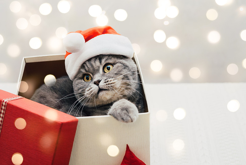 戴着圣诞老人帽子的苏格兰直猫从圣诞礼盒里探出头来。可爱的猫坐在礼盒背景上的散景灯与复制空间。新年快乐。图片下载