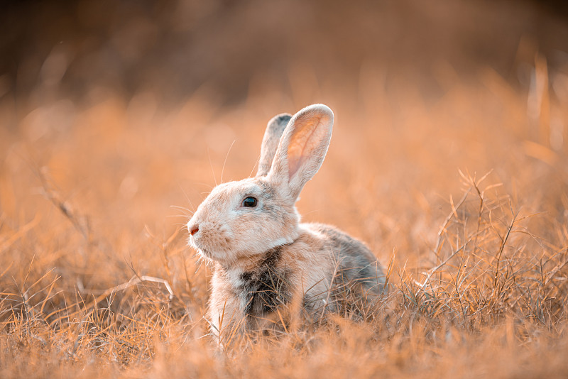 小兔子在草地上与自然背景在夏天的一天在日落。图片下载