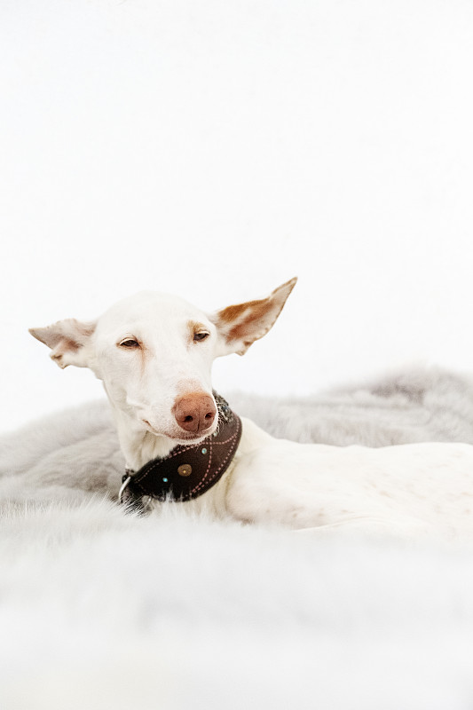 肖像的白色狗品种Podenco Ibizanco或Ibizan猎犬图片下载