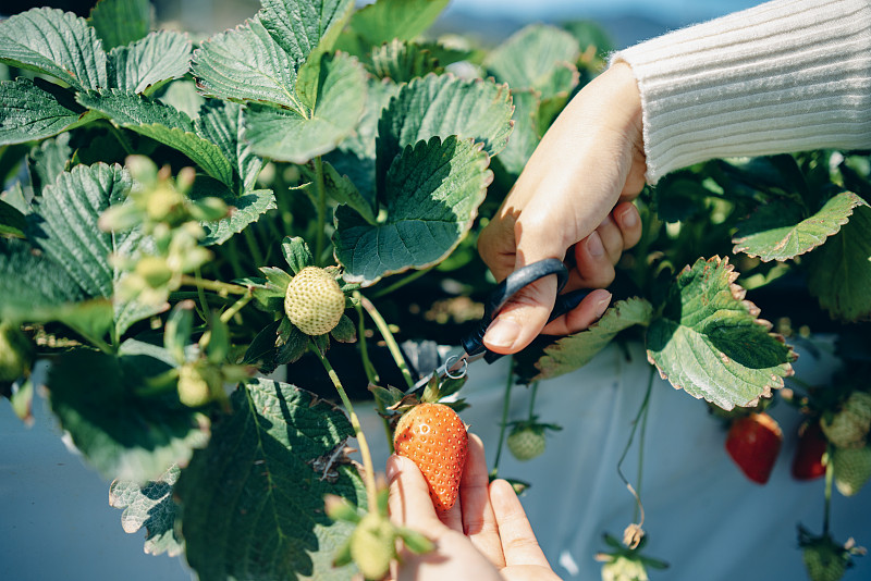 亚洲妇女站在有机农场体验采摘草莓，享受轻松的旅行时光图片下载
