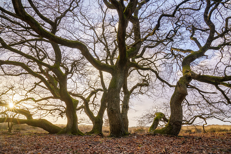 秋天公园里的树木，Ermelosche Heide，荷兰图片下载