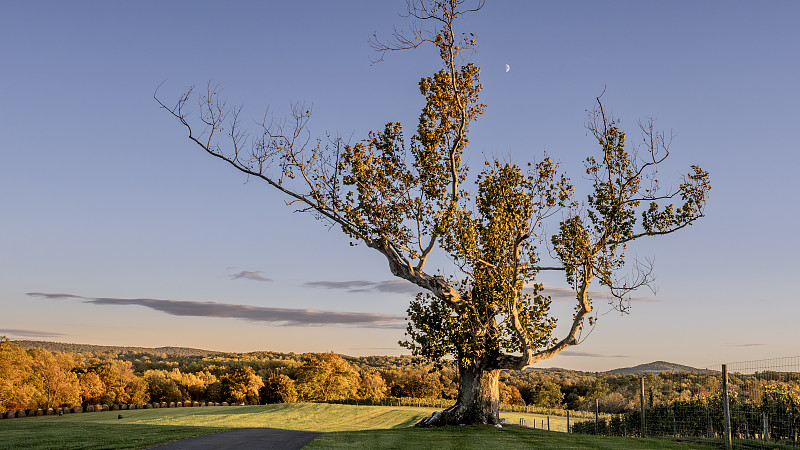 日落时田野上的树木映衬着天空，阿尔迪，弗吉尼亚州，美国图片下载