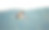 火烈鸟在富恩特皮德拉泻湖上翱翔，火烈鸟在富恩特皮德拉的天空上滑翔。摄影图片