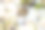 可爱美丽的棕耳球茎(棕耳球茎，由球茎组成的科)在美丽的kanhizakura (Cerasus sp.)中飞舞，吮吸花蜜。摄于2024年4月，日本东京文京区的小石川植物园。摄影图片