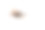 特写镜头，白色背景上的棕色扁虱，德国，欧洲摄影图片