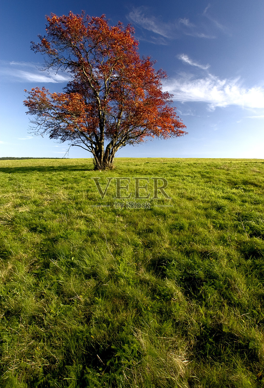 绿野上的红树照片摄影图片