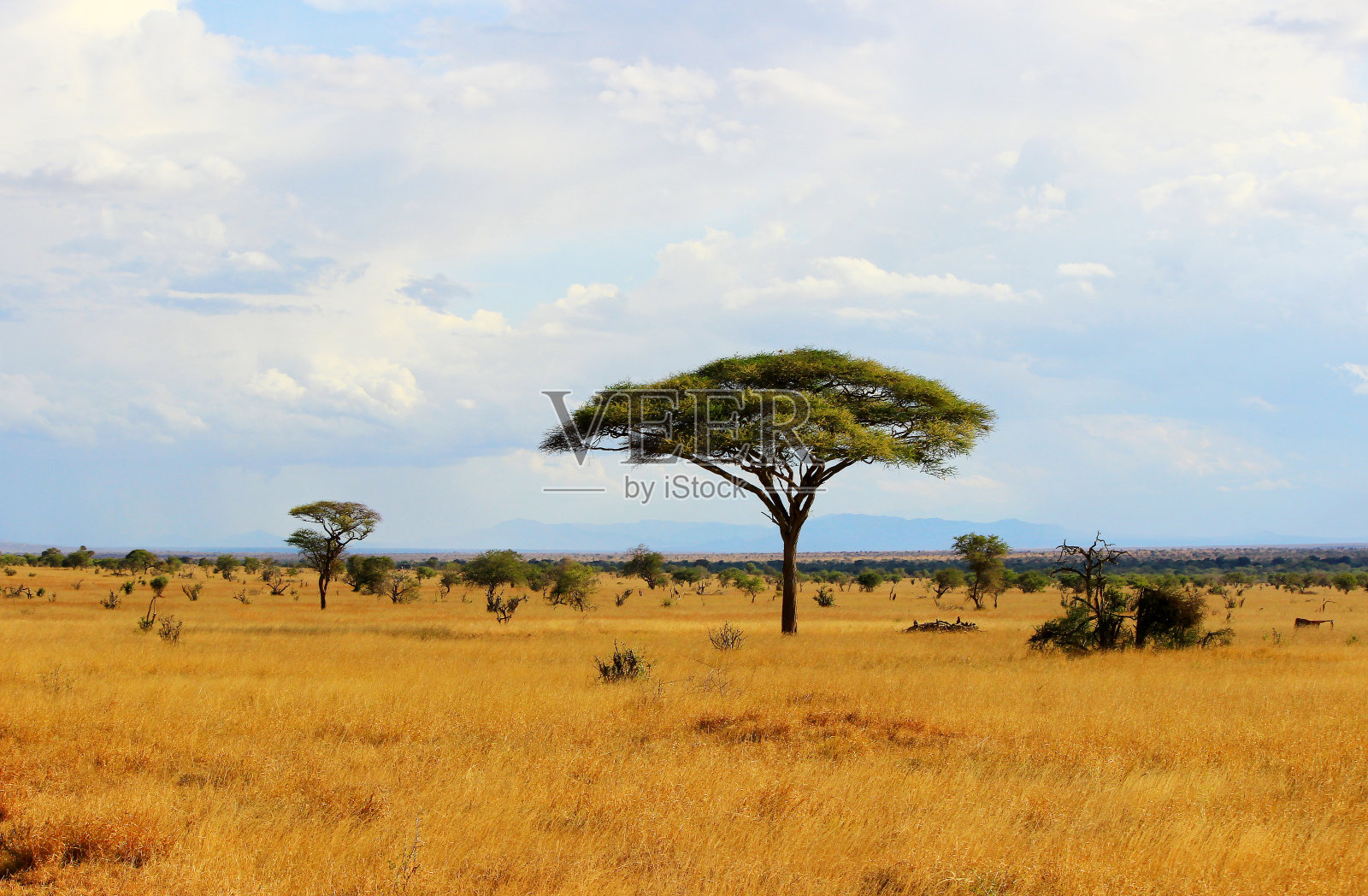肯尼亚的非洲大草原照片摄影图片