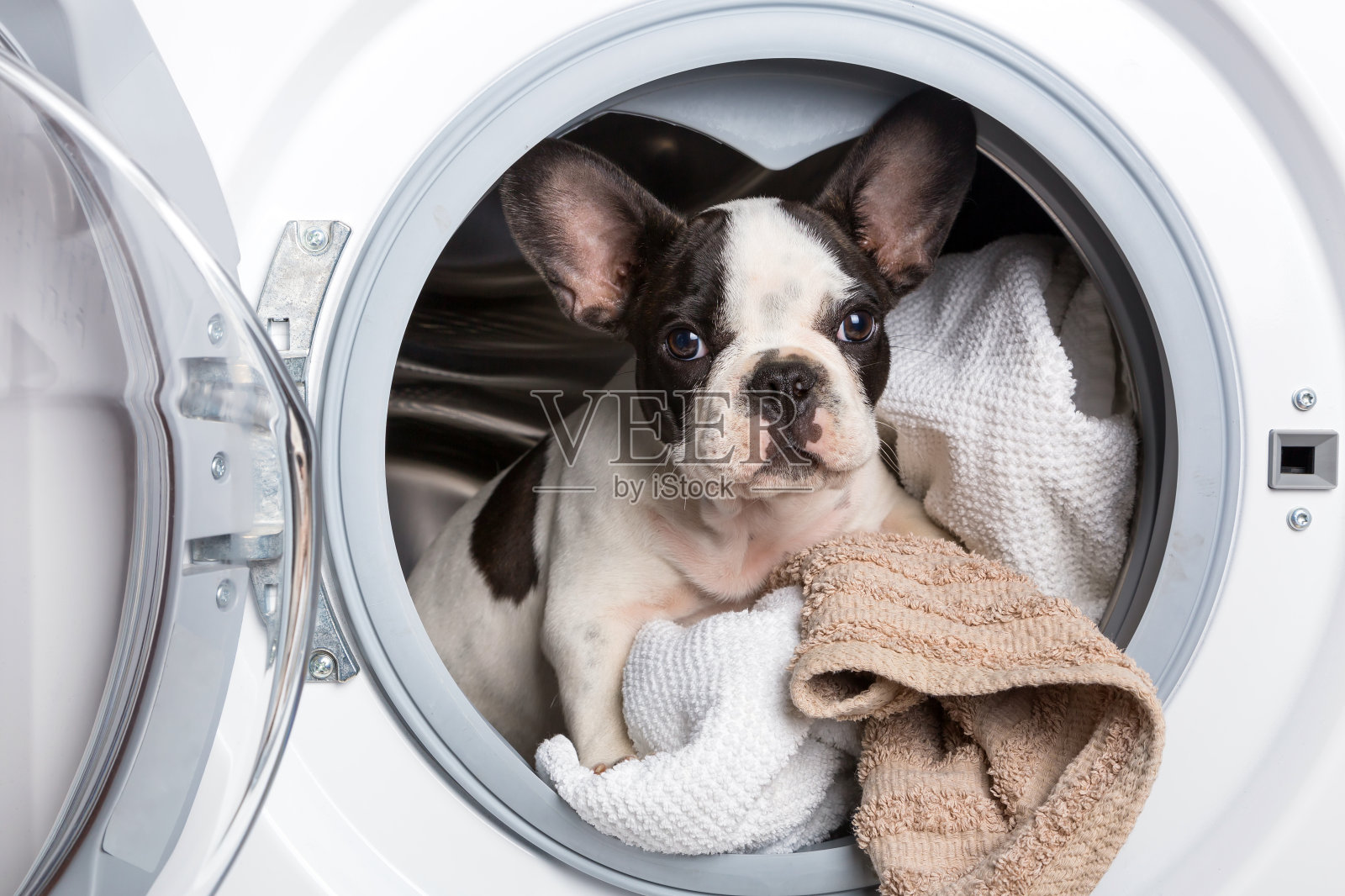洗衣机里的法国斗牛犬照片摄影图片