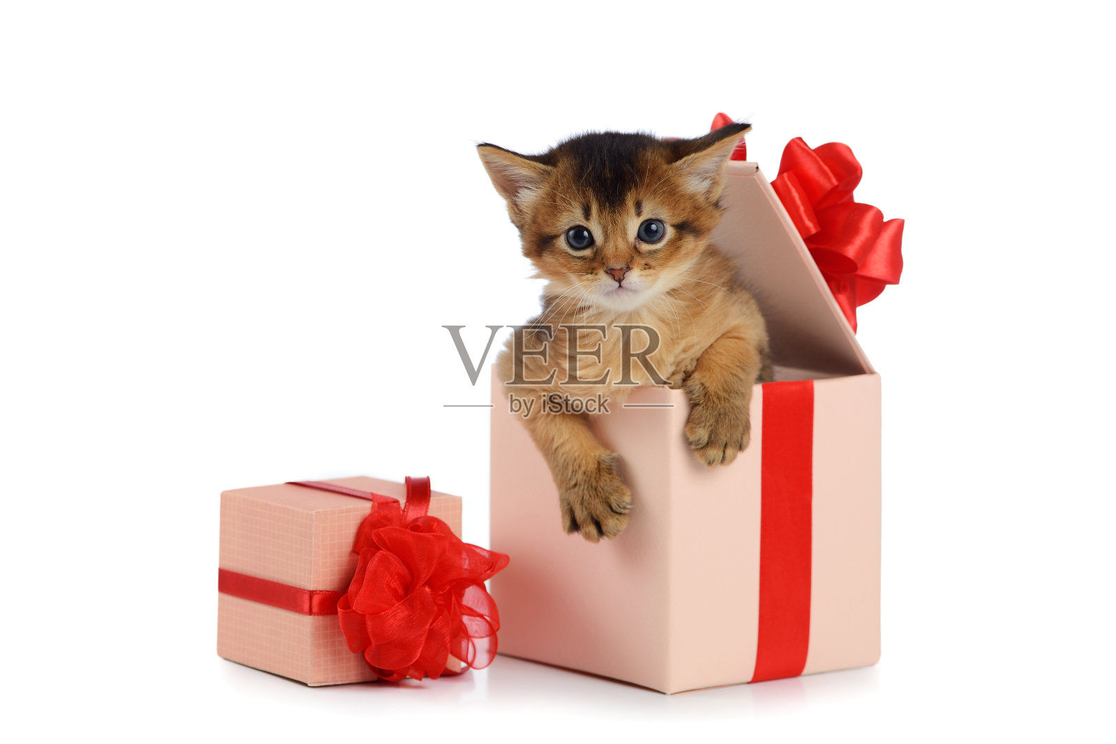 可爱的索马里小猫在礼物盒孤立照片摄影图片