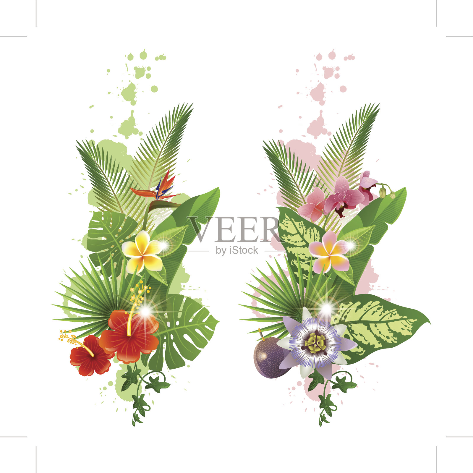热带植物插画图片素材