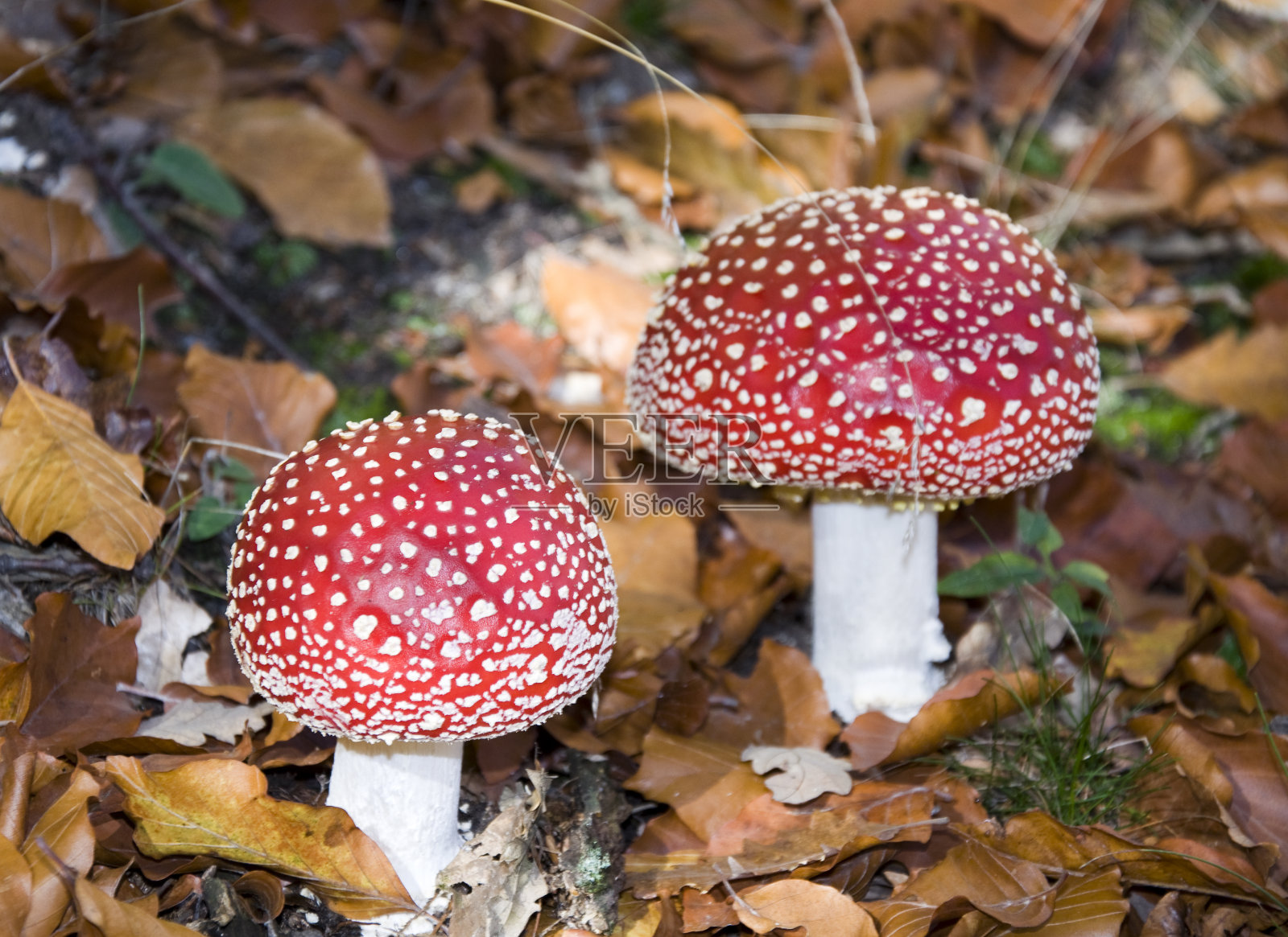红蘑菇(白毒伞)照片摄影图片