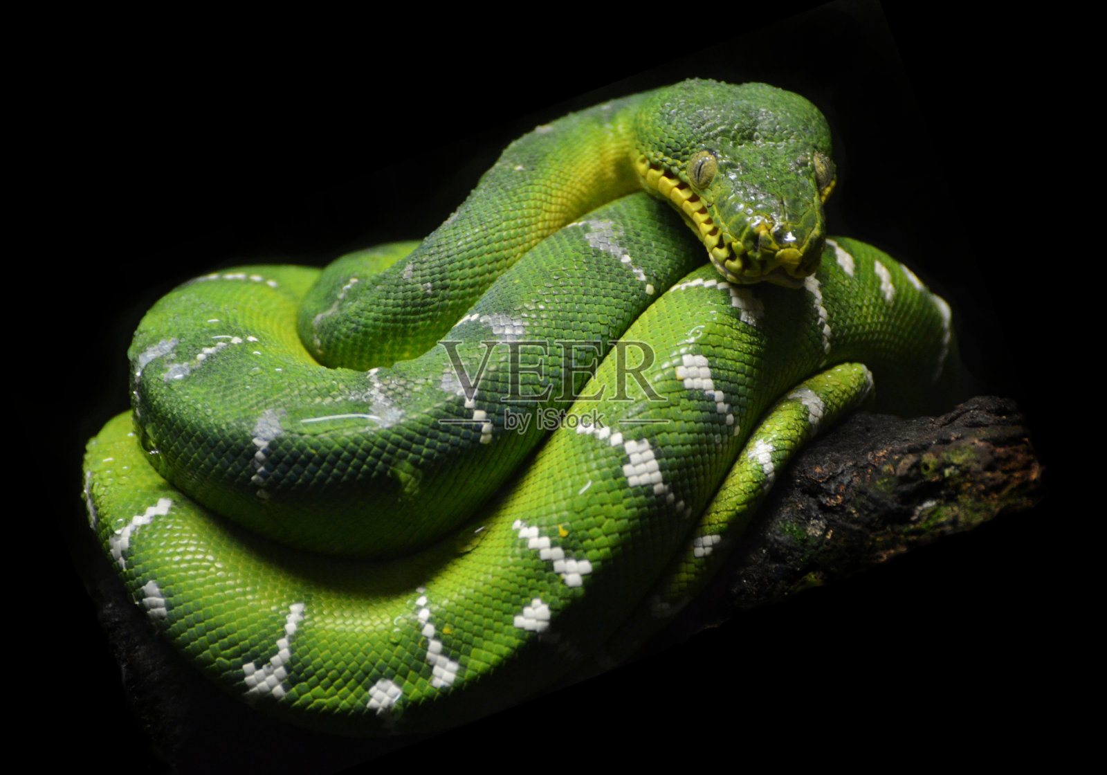 青树Python照片摄影图片