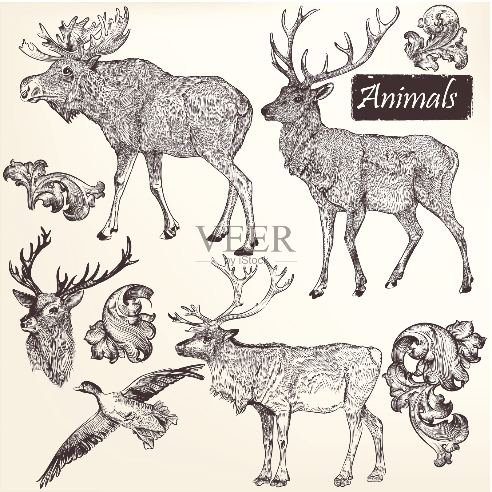 矢量手绘野生动物插图插画图片素材