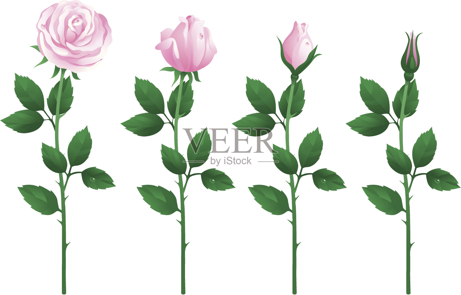 一套粉色玫瑰插画图片素材