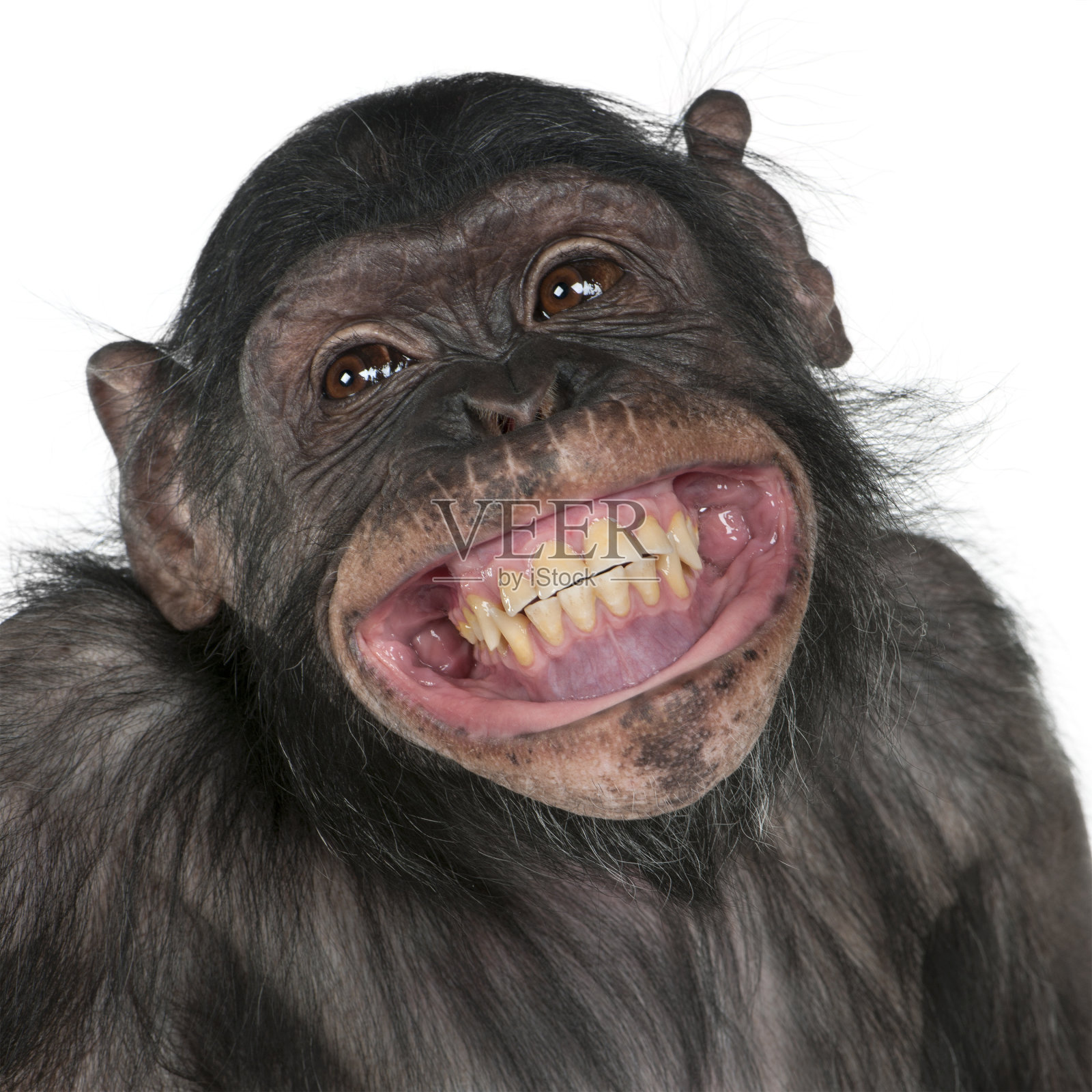 特写的混血猴子之间的黑猩猩和倭黑猩猩微笑。照片摄影图片