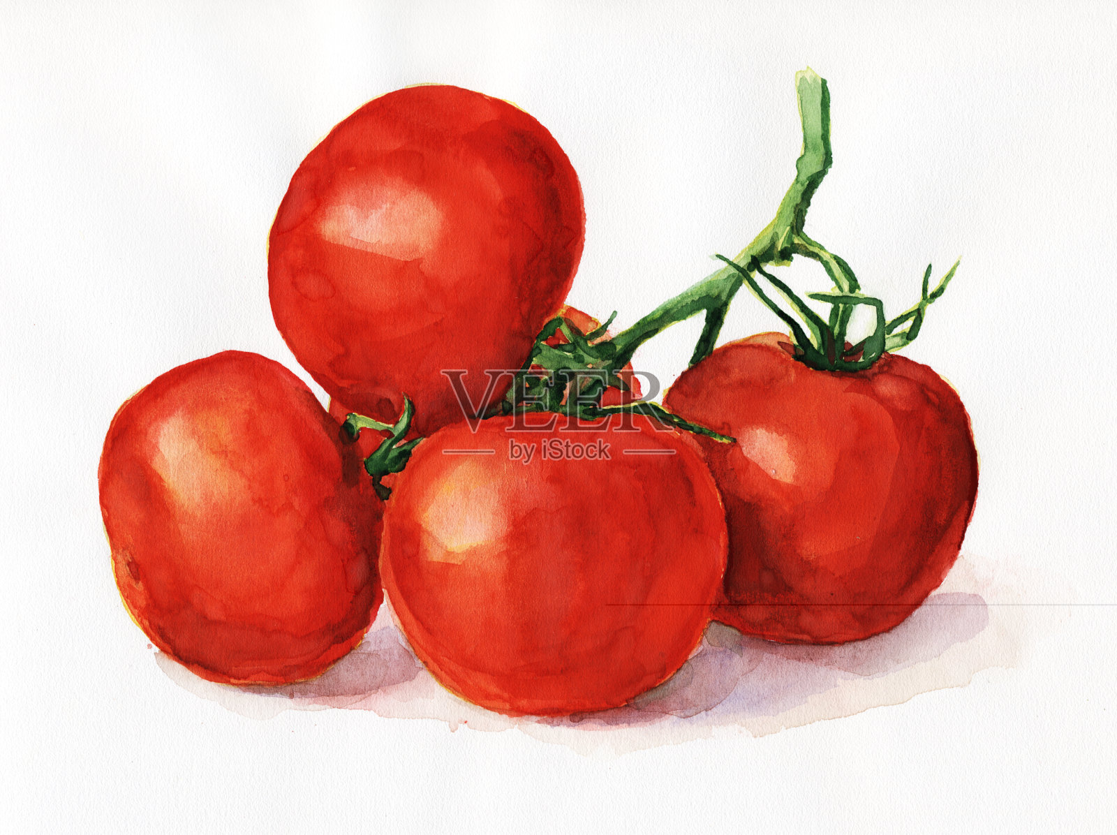 西红柿插画图片素材