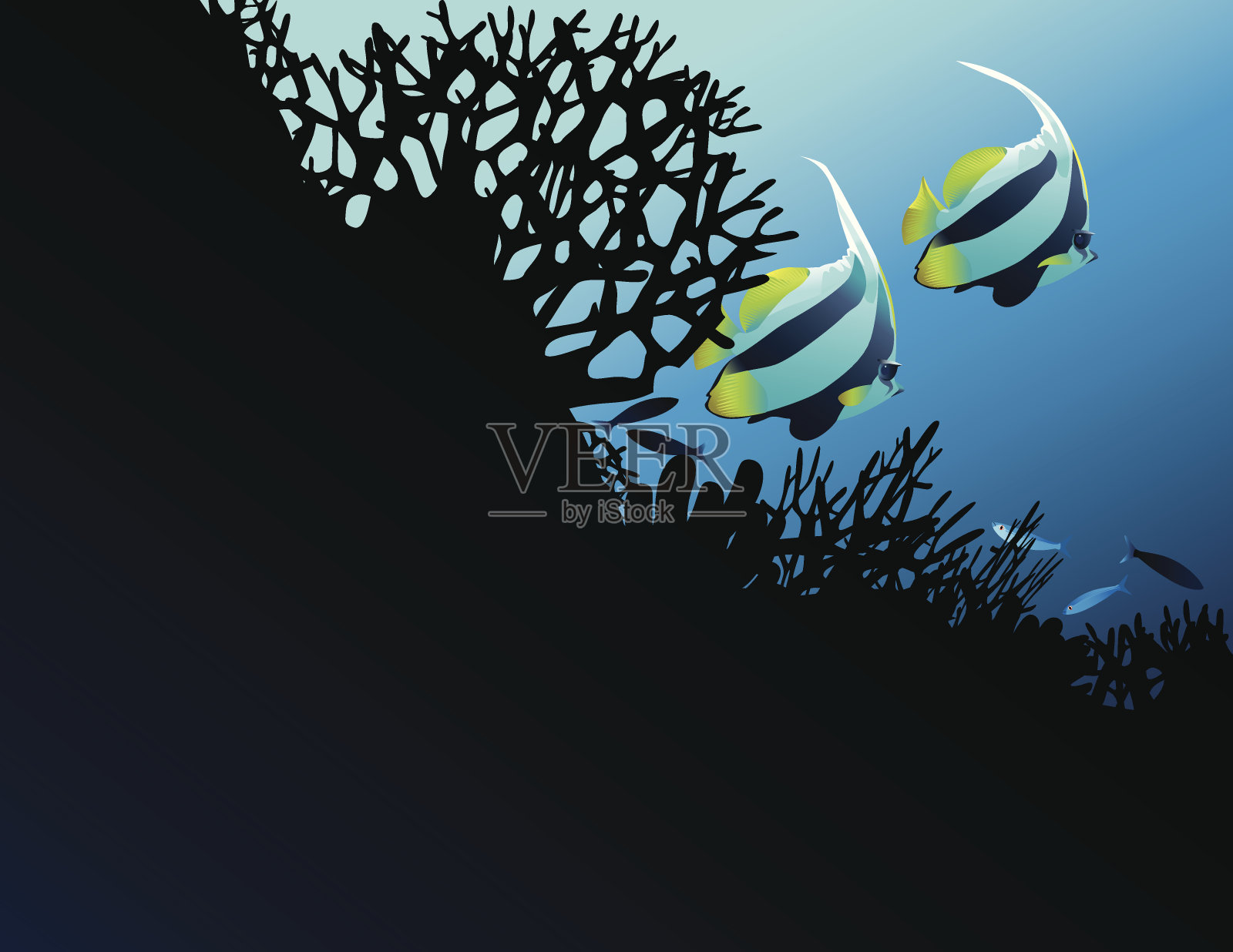 Bannerfishes在珊瑚插画图片素材