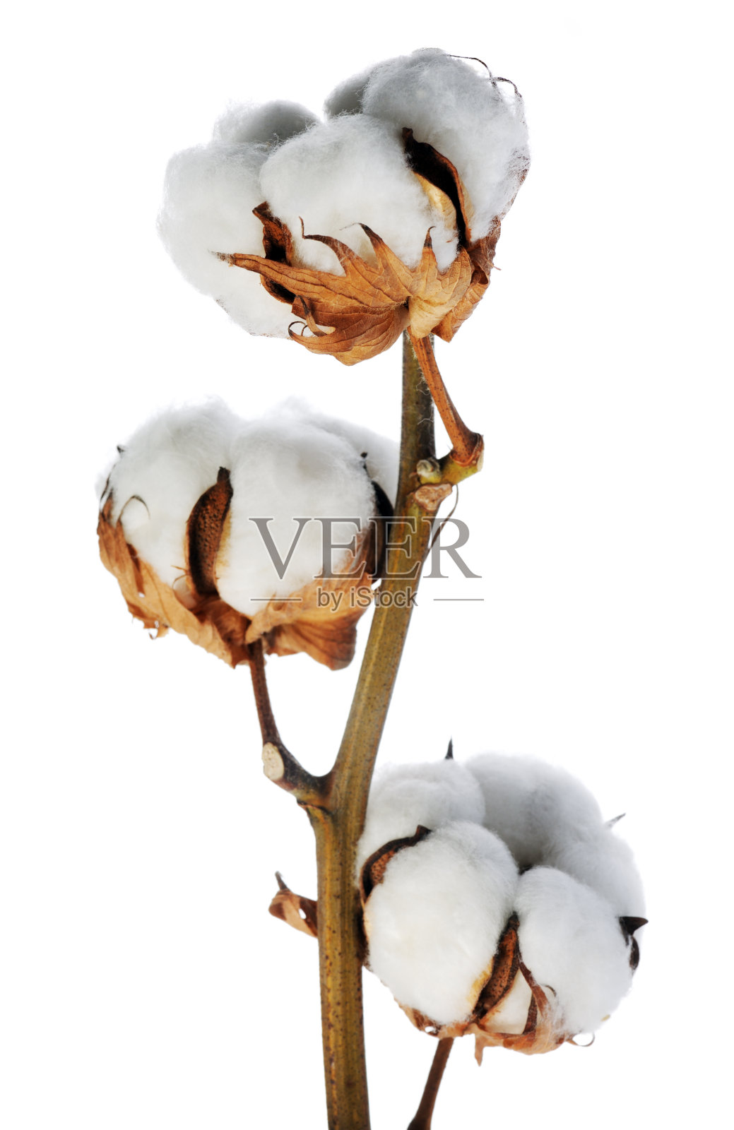 一株孤立在白色背景上的棉花植株的特写照片摄影图片