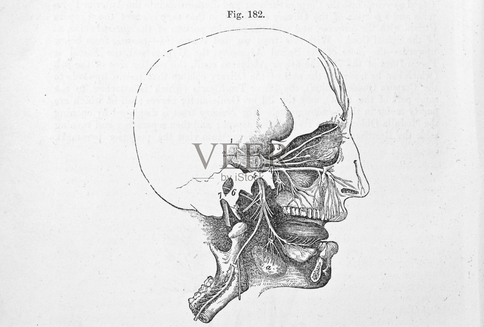 古董医学插图|人类头骨神经插画图片素材