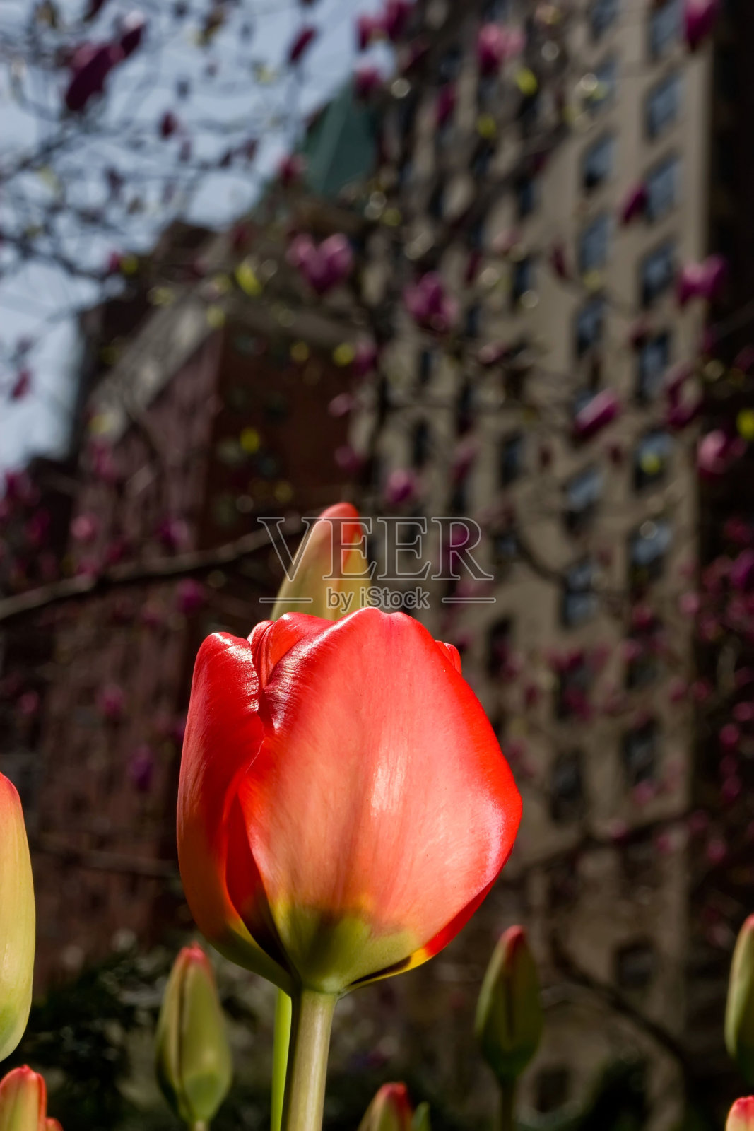 纽约公园大道上的红色郁金香照片摄影图片
