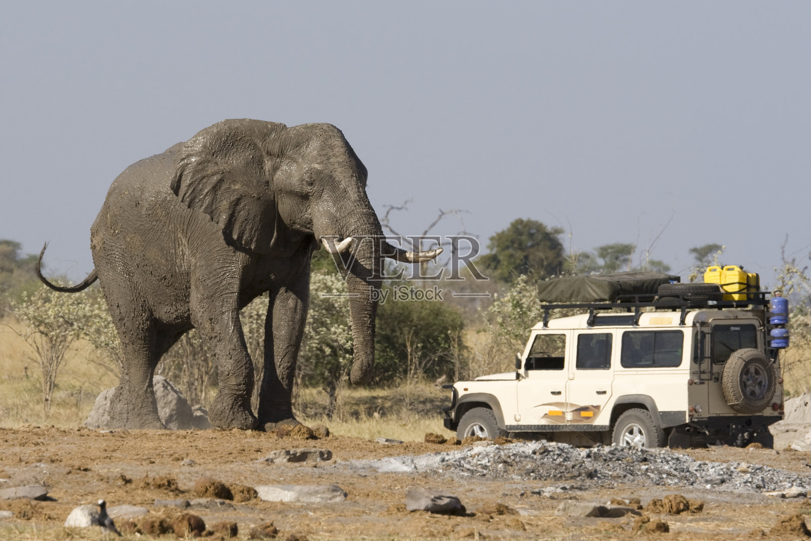 博茨瓦纳的一辆狩猎车靠近大象照片摄影图片