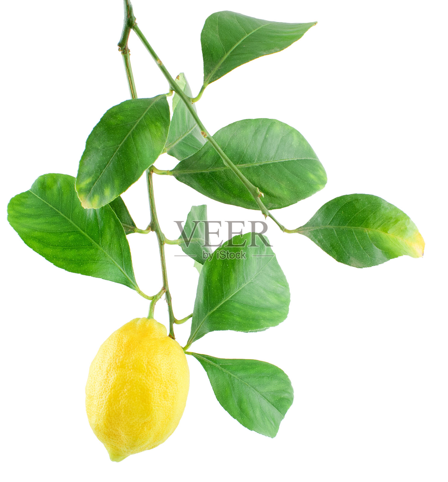 柠檬在有叶子的树枝上照片摄影图片