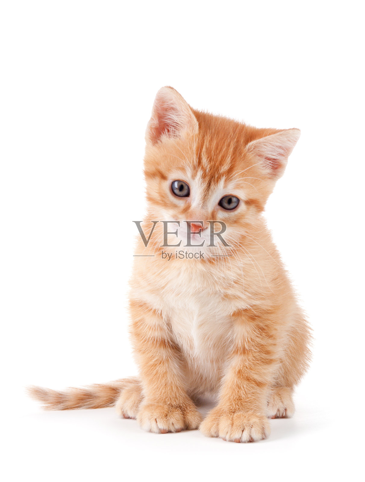 可爱的橙色小猫与大爪子。照片摄影图片
