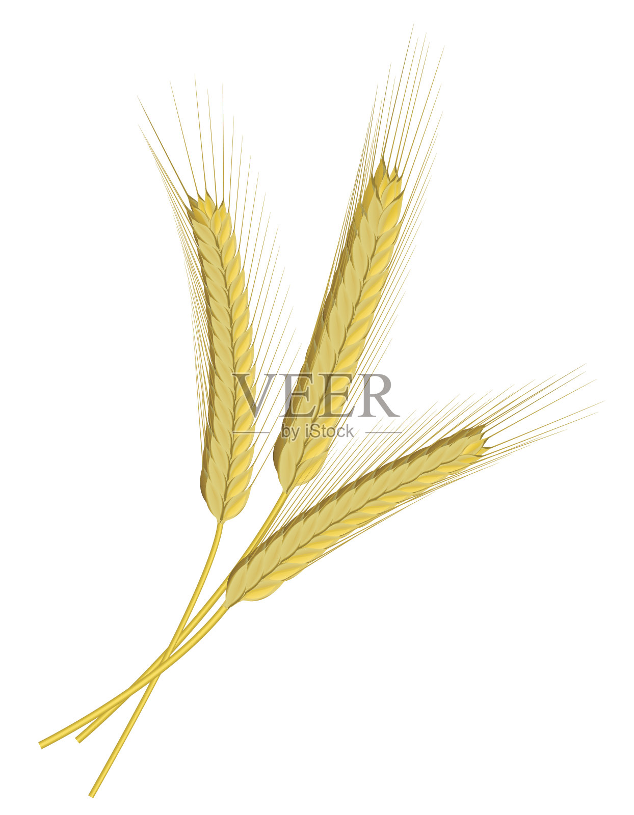 白小麦分离株插画图片素材