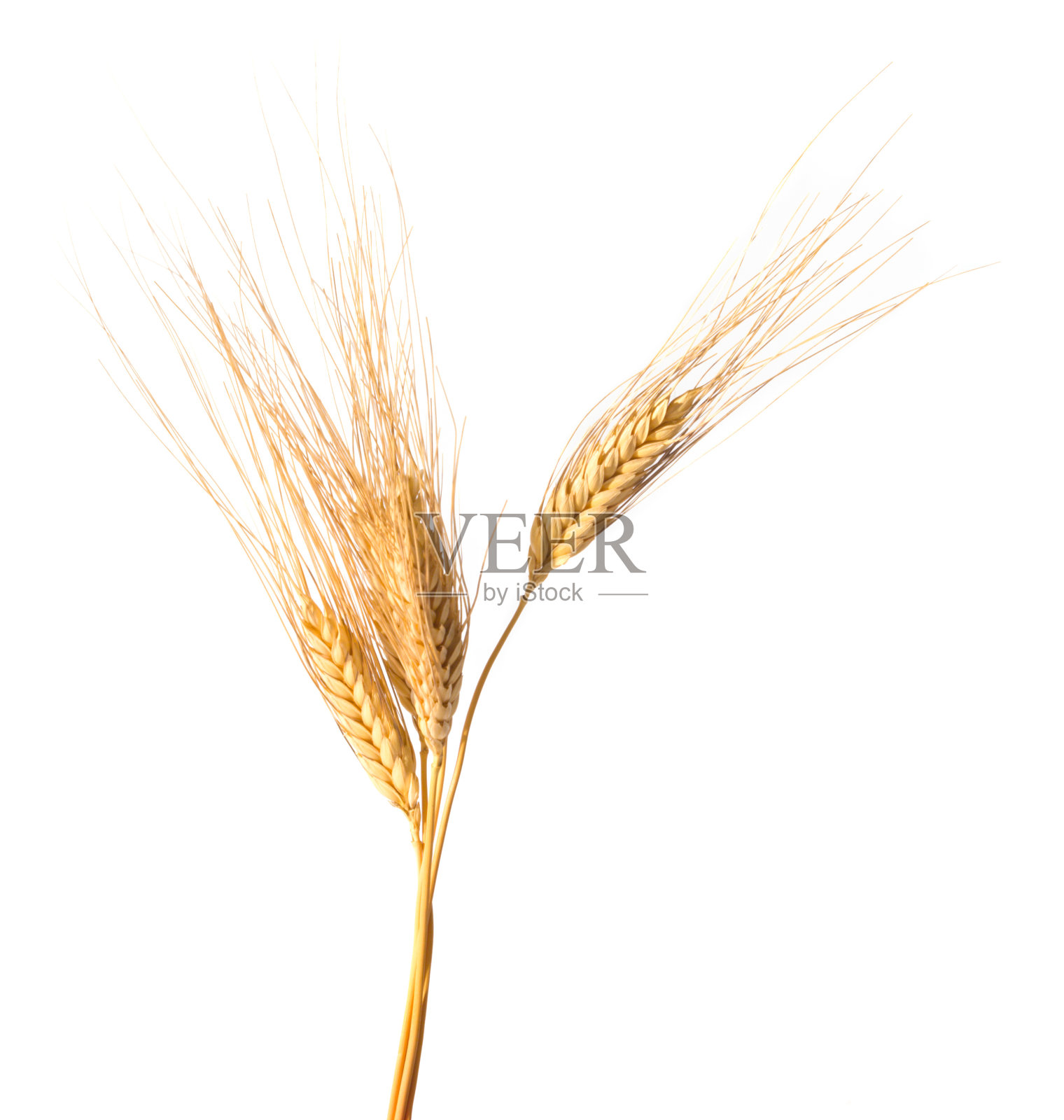 特写小麦孤立的白色背景照片摄影图片